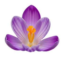 Crocus blooming in spring nature vibrant isolated on transparent background