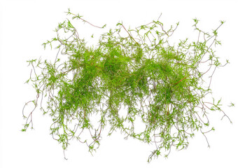 Obraz premium Green moss growing on a white background, flat lay, isolated on a transparent background 