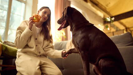Brown labrador giving paw during training session at home. Concept of dog training promotion,...