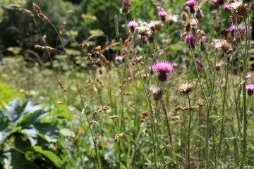 Close up of thistle plants with pink flowers in green meadow