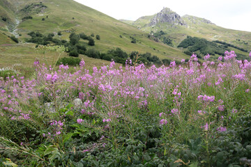 Fototapeta premium Field of blooming lilac fireweed flowers set against green mountain slope background