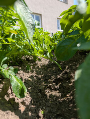 potatoe field in the summer