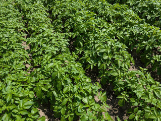 potatoe field in the summer