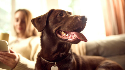 Happy dog on sofa with owner using tablet nearby. Concept of pet friendly home advertising, remote lifestyle visuals, modern living with dog, online services use and relaxed domestic routine.