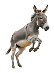 Fototapeta premium Jumping donkey action in animal isolated on transparent background