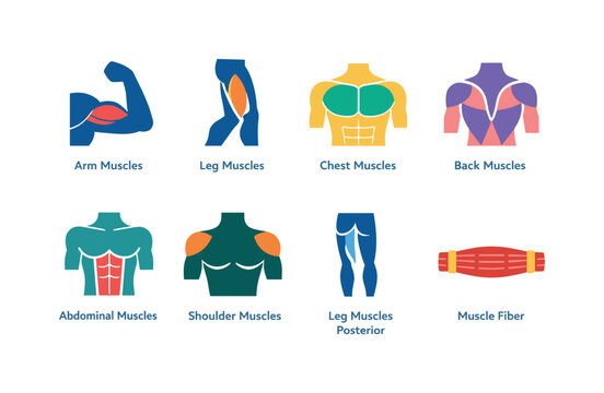 Colorful anatomical infographic showing arm, leg, chest, back, abdominal, shoulder muscles, posterior legs, and muscle fiber diagram on white background