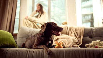 Dog laying with toy at home with owner nearby. Concept of dog toy advertising, pet dental care awareness, safe indoor play habits, responsible pet ownership and daily care marketing.