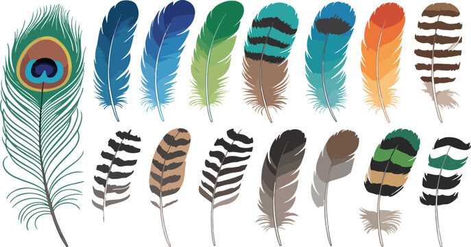Colorful Feather Vector Set &ndash; Boho and Tribal Plumage Illustrations
