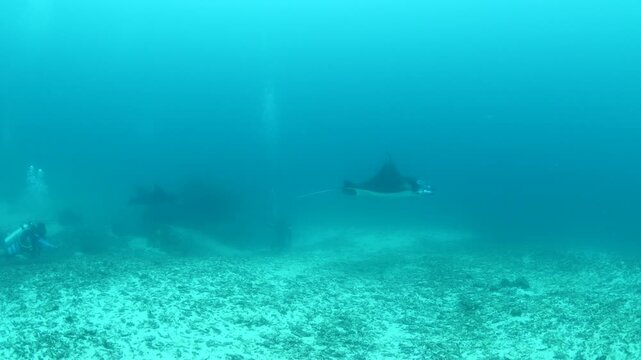 manta ray swim elegant underwater around corals ocean scenery scuba divers to see 