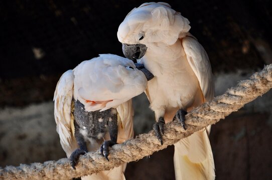 portrait of two parrots