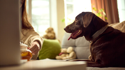 Woman relaxing with dog using laptop on sofa at home. Concept of online pet shopping promotion, pet...