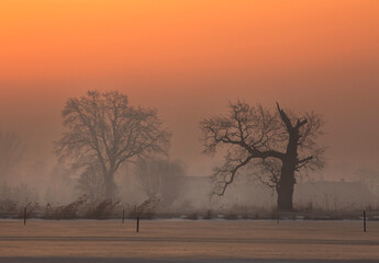 Zimowy krajobraz z mrozem i mgłą, zarys drzew.