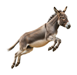 Obraz premium Jumping donkey in action animal isolated on transparent background