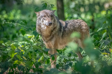 Obraz premium Grey Wolf Standing in Green Forest Foliage Representing Wild Instinct and Natural Majesty