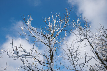Snow-covered bare tree branches against a bright blue sky in a forest. Wide, low angle view, no...