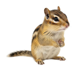 Fototapeta premium Curious chipmunk observing nature forest animal isolated on transparent background