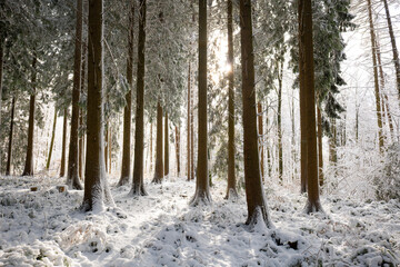 Backlit snowy forest scene with fresh show cover on trees. Morning sunlight shining through the pine trees, wide angle view, no people