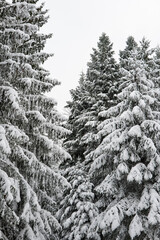 Snow covered coniferous tree canopy forest scene. Low angle, looking up view, overcast sky, heavy snow cover on branches, no people