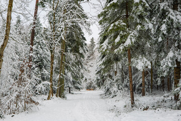 Snow covered footpath in a forest with fresh snow cover on trees. Wide angle view, no people