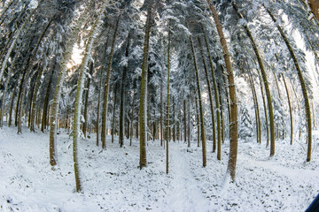 Snowy forest scene with fresh snow cover on pine tree branches. Ultra wide, fish eye lens, looking up shot, no people