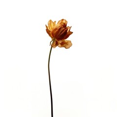 Elegant dried flower minimalism