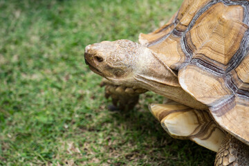 Sulcata tortoise or Centrochelys sulcata on natural background.