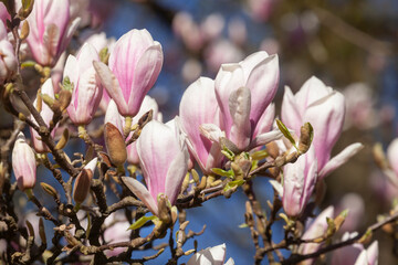 Fototapeta premium Rosa Magnolienblüten auf Baumzweigen , Deutschland