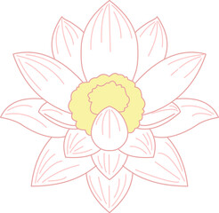 lotus flower