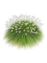 Green grass and a natural pine branch with a spruce fir decoration are isolated on a white background for a summer or winter holiday