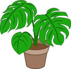 monstera plant