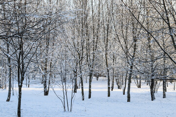Delicate rime ice creating a beautiful frosty landscape with bare trees and white snow in a serene...