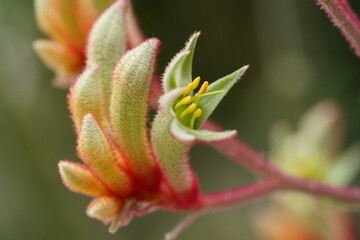 Stunning CloseUp of a Kangaroo Paw Flower