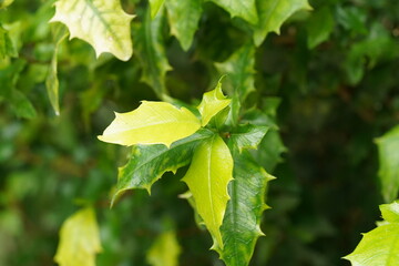 Lush Green Holly Leaves Close Up Botanical Beauty