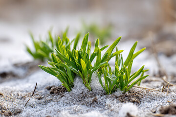 First green grass grows through melting snow in early spring landscape
