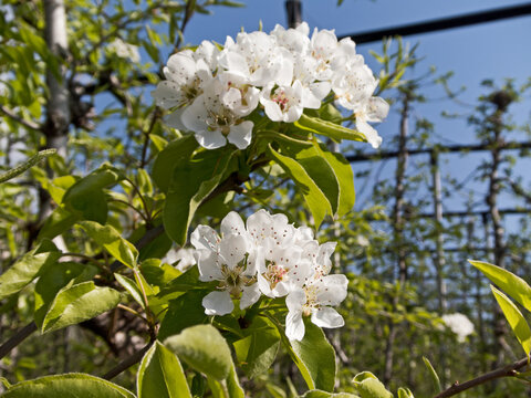 Bl&uuml;ten eines Birnbaums in einer Obstplantage
