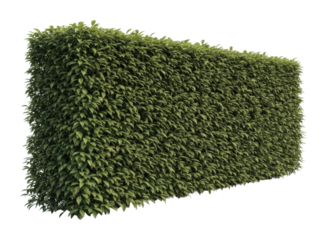 Lush green hedge panel garden plant decoration nature view isolated on transparent background