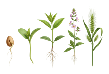 Seed germination process in nature botanical growth isolated on transparent background