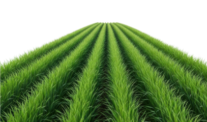 Growing green grass in rows agricultural field aerial view isolated on transparent background