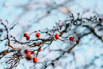 Frozen tree branch with red berries covered in ice and snow against soft blue winter trees background. Wintertime nature detail, cold weather scene.