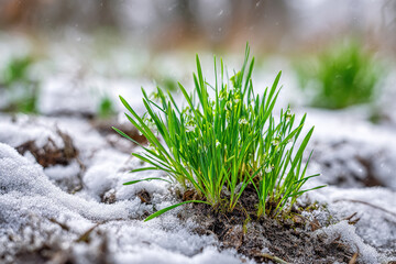 New grass grows through melting snow in early spring morning light in a garden