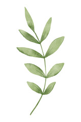 Obraz premium Leaves watercolor. Hand painting floral illustration. Green leaf, plant, foliage, branch isolated on white background. 