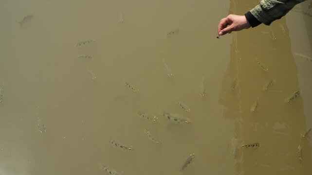 Close-up of Archerfish unique water-shooting hunting behavior in a Mekong Delta pond, Vietnam.