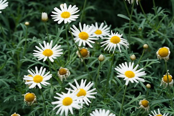 Fototapeta premium Beautiful Daisy Field Blooming in Springtime Garden