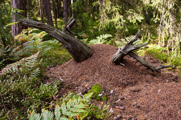 Ameisenhaufen -  das Zuhause von Waldameisen