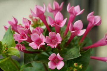 Obraz premium Pink Flowers with Green Leaves in Close Up Photography