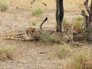Cheetahs resting in the shade of a tree in Etosha NP