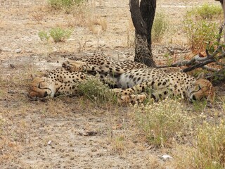 Sleeping cheetahs in Etosha NP