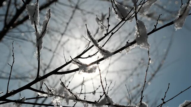 Bright sunlight creates a high-key silhouette of melting snow on bare winter branches in this slow motion shot. Glistening ice crystals and a hazy atmosphere evoke a quiet, mid-winter thaw.
