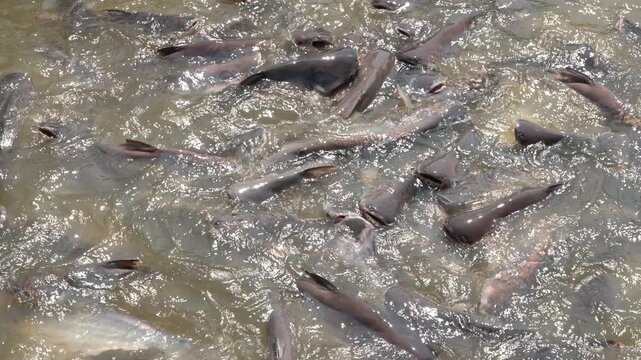 Extreme close-up of a massive swarm of Pangasius catfish feeding at the surface of the Hau River, Vietnam.