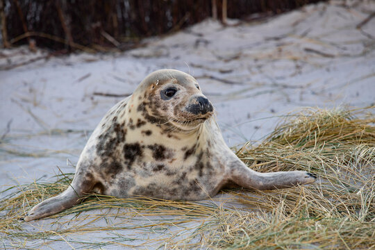 Neugeborener Seehund mit geflecktem Fell